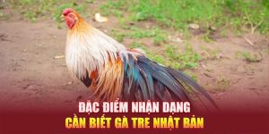 Đặc điểm nhận dạng cần biết gà tre Nhật Bản